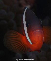 Within the Somosomo Straight in northern Fiji, this Clown... by Paul Schmieder 